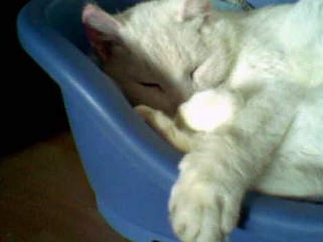 Huskat Pyrus billede 8