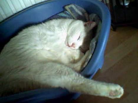 Huskat Pyrus billede 9