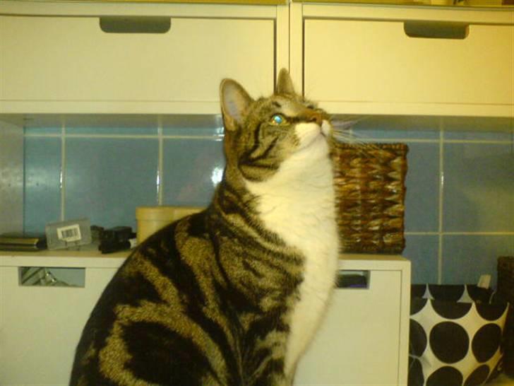 Blanding af racer Quark - FORSVUNDET - Fotogen? Mig?!? Neeeej da.... billede 1