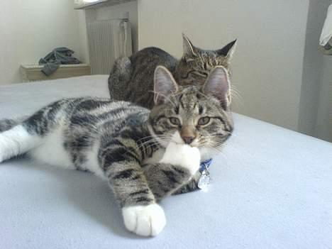 Blanding af racer Quark - FORSVUNDET - Min pote smager altså af kattebakke mor! billede 2