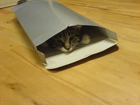 Blanding af racer Quark - FORSVUNDET - -Så tror far at han får en julegave, og så hopper jeg liiige ud af pakken og forskrækker ham! billede 3