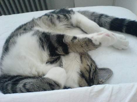 Blanding af racer Quark - FORSVUNDET - Jeg sover altså ikke, det gør jeg ikk!!! billede 4