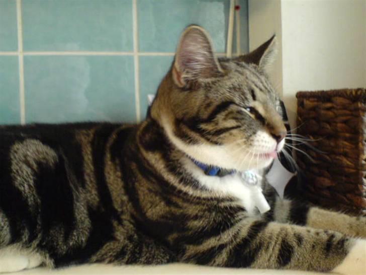 Blanding af racer Quark - FORSVUNDET - Mooooar, det er altså lidt privat det her! billede 5