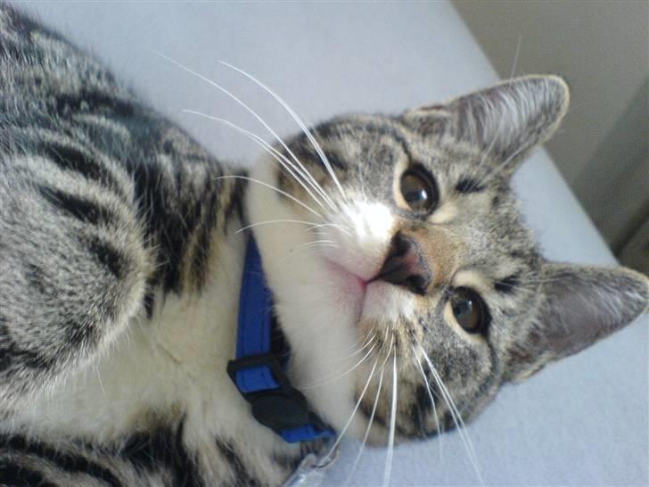 Blanding af racer Quark - FORSVUNDET - Hvem sagde lækker? billede 6