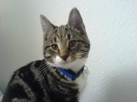 Blanding af racer Quark - FORSVUNDET - Bliv nu færdig med det kamera! billede 7