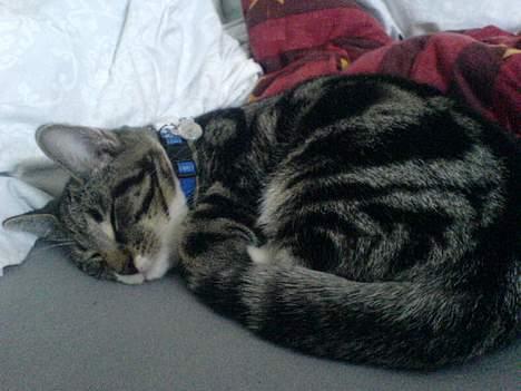 Blanding af racer Quark - FORSVUNDET - Zzzzzzzzzzzzzz billede 8