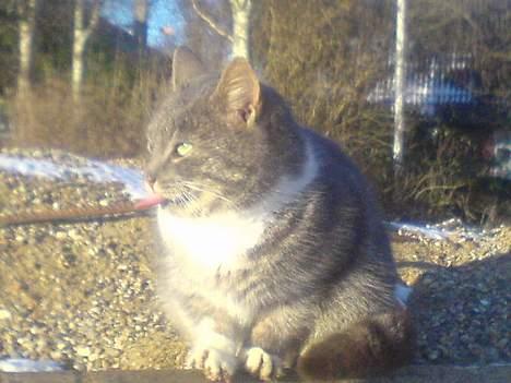 Blanding af racer Mitsi <3 - Missy Muser 22 jan 07 billede 11