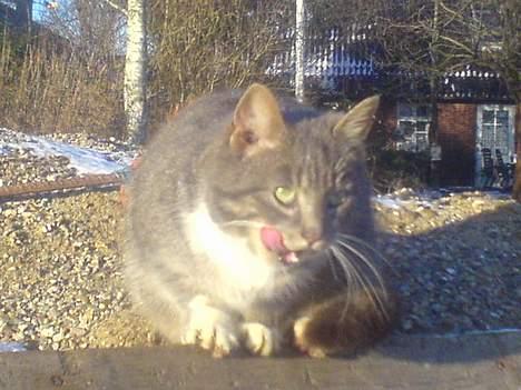 Blanding af racer Mitsi <3 - Mitsi 22 jan 07 billede 12