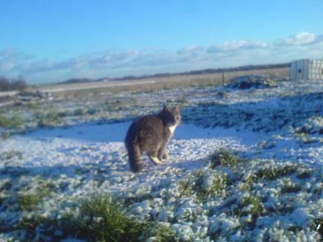 Blanding af racer Mitsi <3 - faarveel med jer nu går jeg <33 billede 13