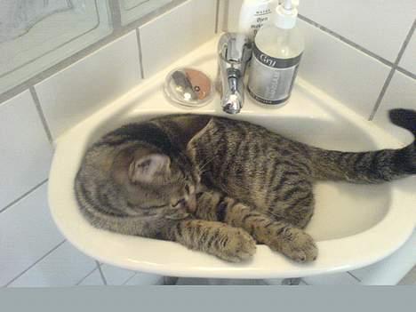 Huskat Vante - Elsker vasken... billede 2