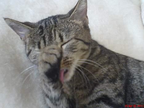 Huskat Vante - Se hvor fin jeg blir´... billede 3