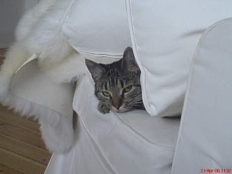 Huskat Vante - Elsker i ikke også bare huler? billede 4