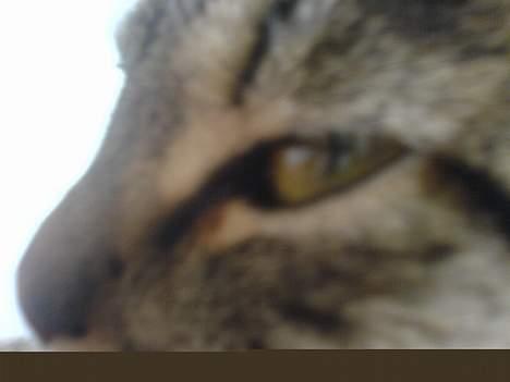 Huskat Vante - Vante´s profil billede 5