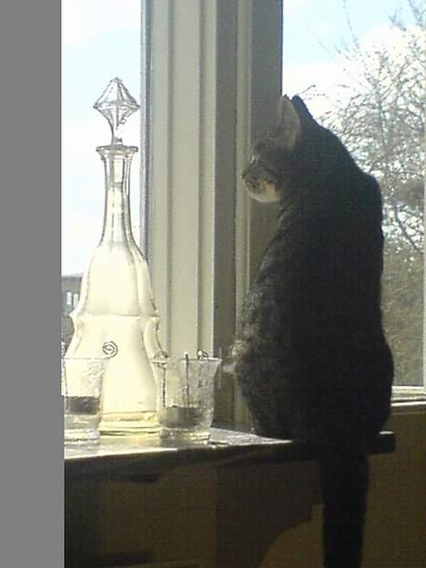 Huskat Vante - Vante billede 6