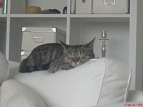 Huskat Vante - Jeg er vel kat :o) billede 7