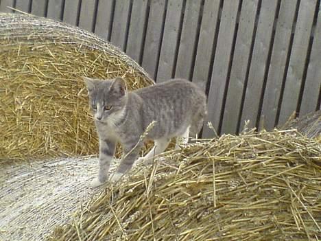 Blanding af racer Rakikki - Har killinger billede 2