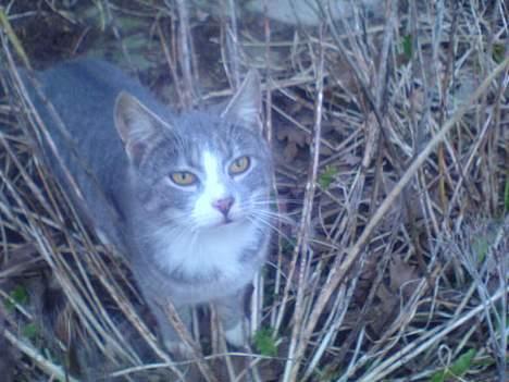 Blanding af racer Rakikki - Har killinger billede 3