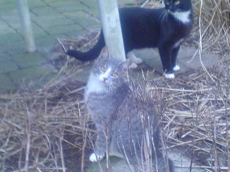 Blanding af racer Rakikki - Har killinger billede 4