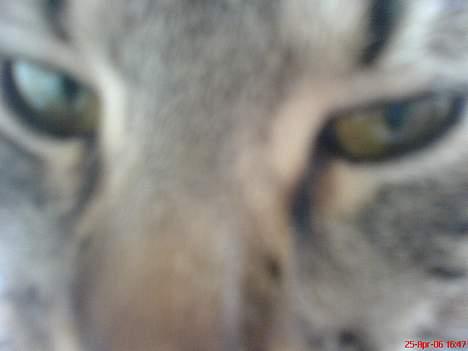 Huskat Vante - Vante billede 8