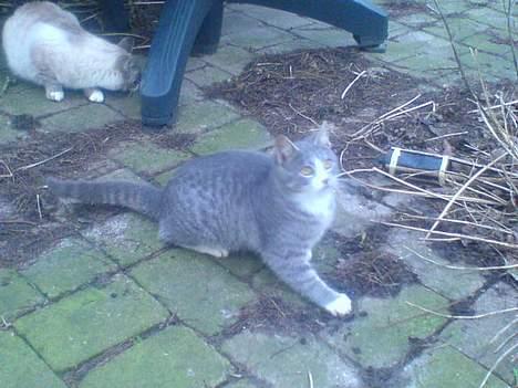 Blanding af racer Rakikki - Har killinger billede 5