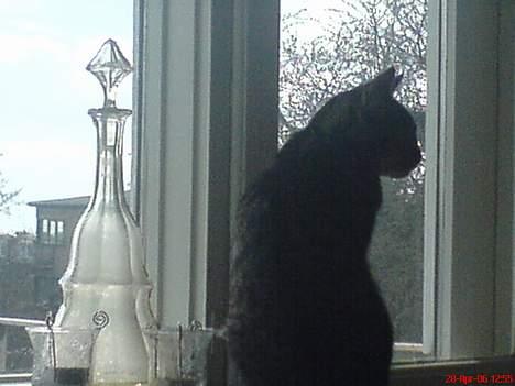 Huskat Vante - Vante billede 9