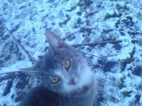 Blanding af racer Rakikki - Har killinger billede 6