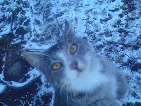 Blanding af racer Rakikki - Har killinger billede 7