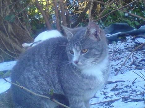 Blanding af racer Rakikki - Har killinger billede 8