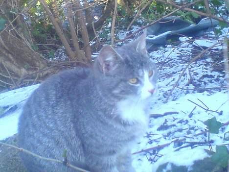 Blanding af racer Rakikki - Har killinger billede 9