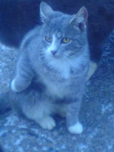 Blanding af racer Rakikki - Har killinger billede 10