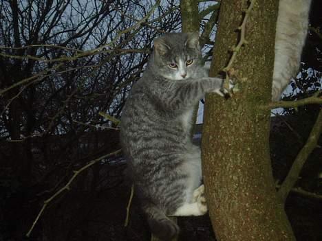 Blanding af racer Rakikki - Har killinger billede 11