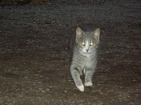 Blanding af racer Rakikki - Har killinger billede 12