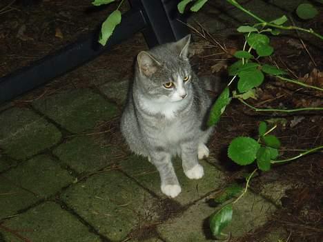 Blanding af racer Rakikki - Har killinger billede 13