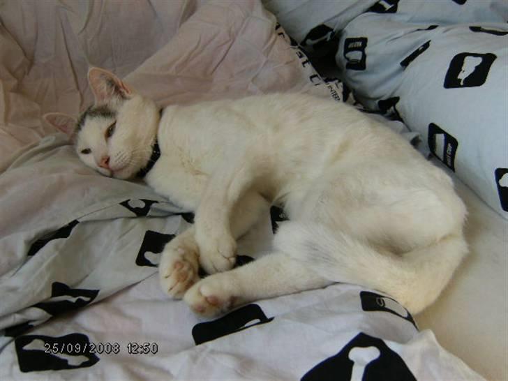 Blanding af racer Sleipnir - Sleipnir er en pige trods navnet. Forklaring står nederst i profilen. billede 1