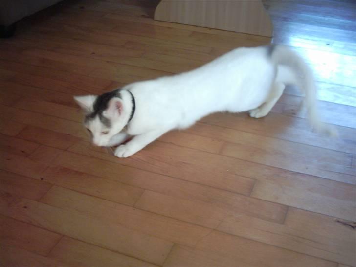 Blanding af racer Sleipnir billede 2