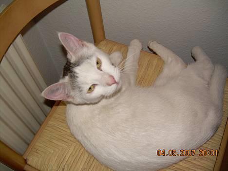 Blanding af racer Sleipnir billede 3