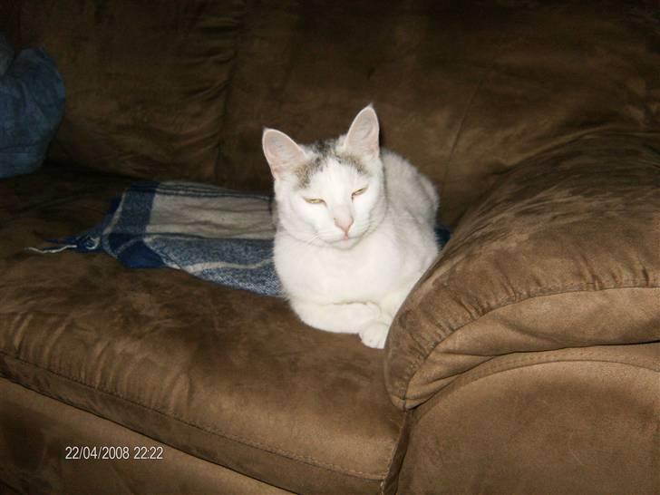 Blanding af racer Sleipnir billede 4