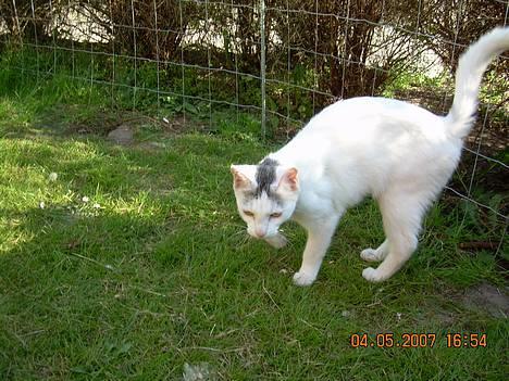 Blanding af racer Sleipnir billede 5