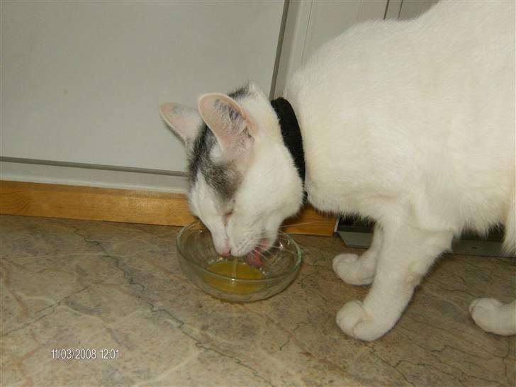 Blanding af racer Sleipnir billede 6