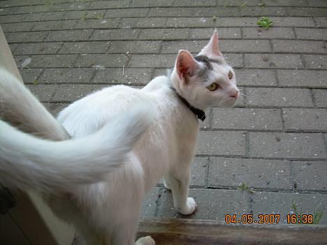 Blanding af racer Sleipnir billede 7