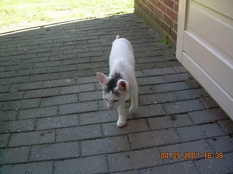 Blanding af racer Sleipnir billede 8