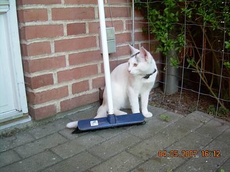 Blanding af racer Sleipnir billede 9