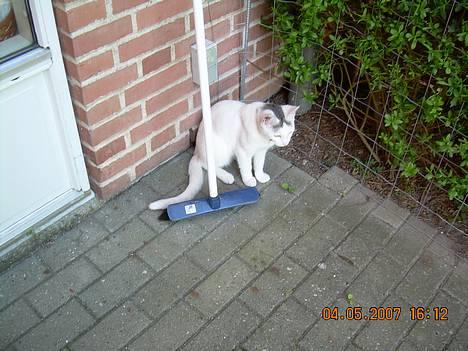 Blanding af racer Sleipnir billede 10