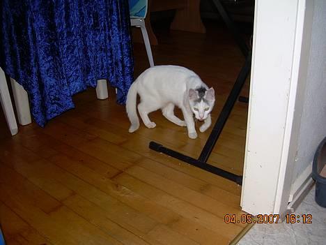 Blanding af racer Sleipnir billede 11