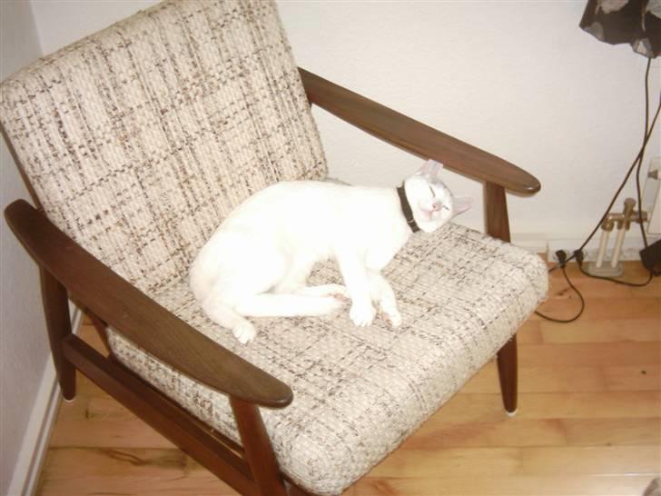 Blanding af racer Sleipnir billede 12