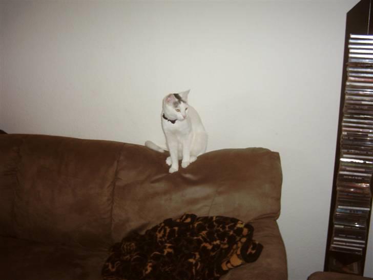 Blanding af racer Sleipnir billede 13