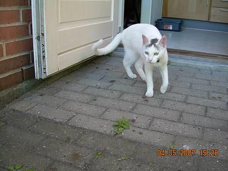 Blanding af racer Sleipnir billede 14