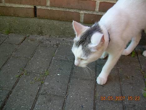 Blanding af racer Sleipnir billede 15