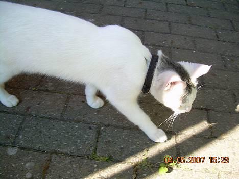 Blanding af racer Sleipnir billede 16