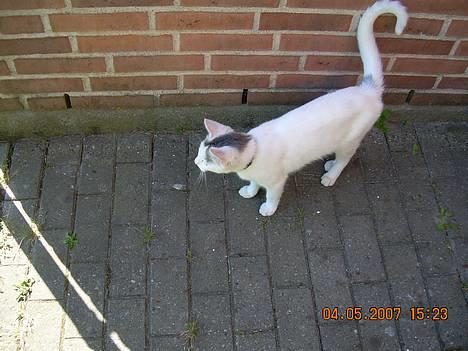 Blanding af racer Sleipnir billede 17